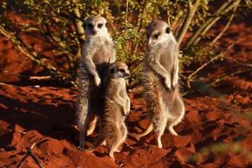 Erdmännchen (suricata suricatta)