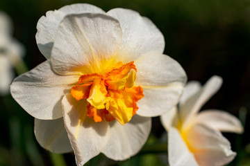 Fototapeta premium Selective focus on a narcissus flower