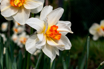 Fototapeta na wymiar Narcissus flowers in white and yellow