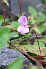 Wilde Orchidee