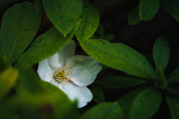 water lily in pond