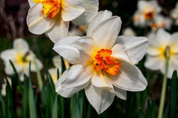Fototapeta premium Bunch of narcissus flowers in garden