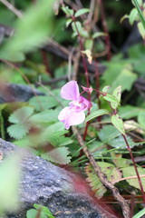 Wilde Orchidee