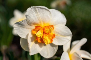 Plakat Beauty in nature. Daffodil flower