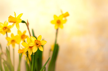 Narcissus yellow flowers in the springtime. Easter greeting card. Copy space for text.