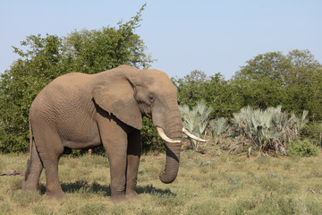 Fototapeta premium Afrikanischer Elefant / African elephant / Loxodonta africana