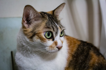 portrait of cat with green eyes.