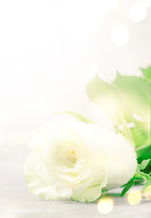 White rose with bokeh on light background, vintage postcard imitation, copy space, selective focus