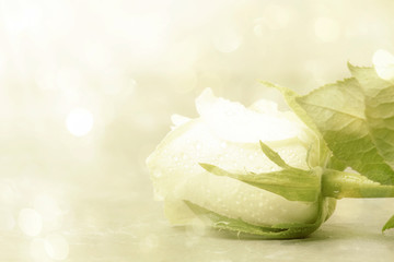 White rose with bokeh on light background, vintage postcard imitation, copy space, selective focus