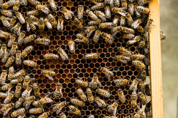 Close up view of the working bees on honey cells. Bees convert nectar into honey and close it in the honeycomb. Selective focus