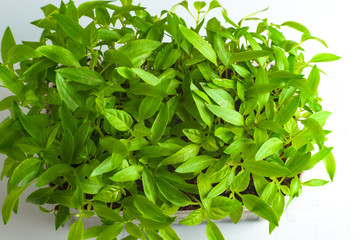 Young green shoots of sweet pepper with juicy leaves. Seedlings of bell pepper
