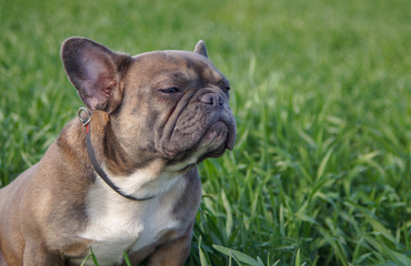 Young bulldog walks in the park on fresh grass and meditates