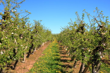 Fototapeta na wymiar Beautiful blooming of decorative white apple trees over bright blue sky
