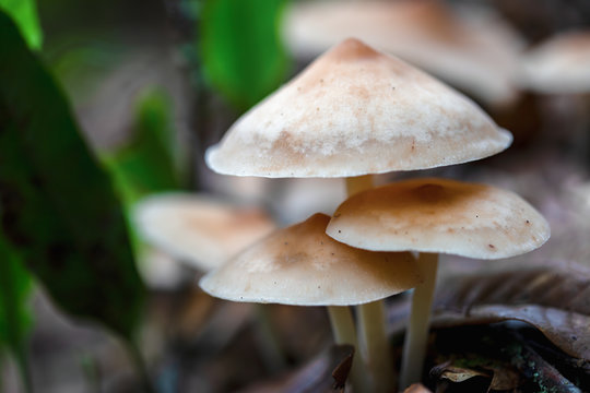Macro photography of a group of gymnopus mushrooms on the soil of a native forest   in the Andean mountains of central Colombia.