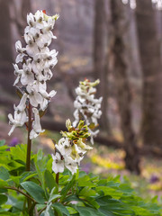 The white Corydalis  blossom in the early spring in a forest with a blurred background - Kyiv, Ukraine, Europe.