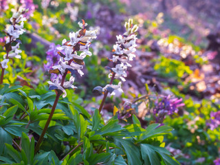 Obraz premium The colorful Corydalis blossom in the early spring in a forest with a blurred background - Kyiv, Ukraine, Europe.