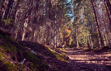 Dirt trail in the forest.  Carpathian Mountains. 