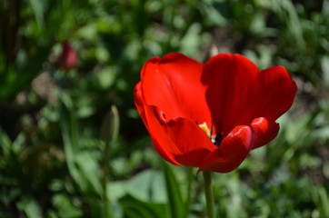 red tulip in the garden close up