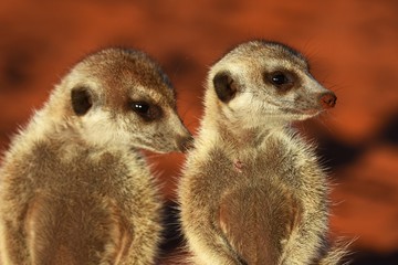 Erdmännchen (suricata suricatta) in der Kalahari in der Namibia