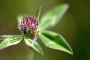 Macro photography of a young red clover flower and leaves. Captured at the Andean mountains of central Colombia.