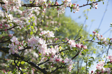blooming apple tree in spring on the blue and green background