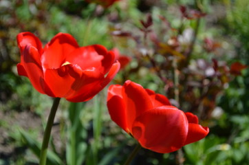 red tulip in the garden close up