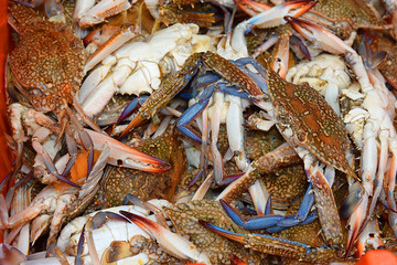 blue crabs at the fish market