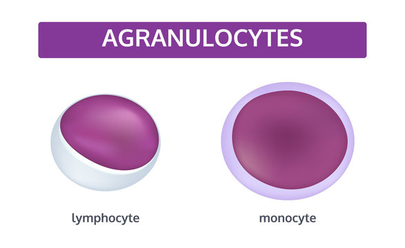 Vector set of white blood cells - agranulocytes: monocyte and lymphocyte. Medical concept.