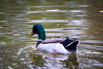Mallard ducks (Anas platyrhynchos) or wild ducks by the small pond