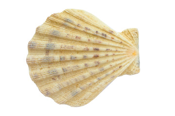 seashell, white background isolated