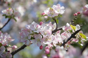 blooming apple tree in spring