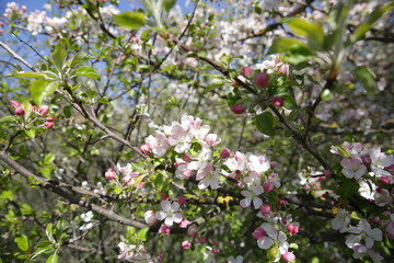 blooming apple tree in spring