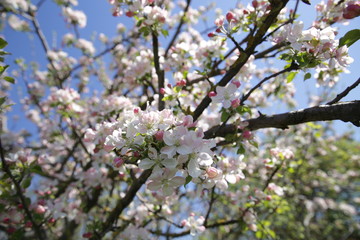 blooming apple tree in spring with pink flowers against the blue sky