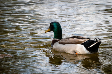 Mallard ducks (Anas platyrhynchos) or wild ducks by the small pond