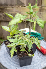 Tomato Plant Started From Seed