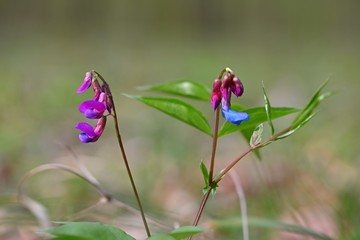 Beautiful purple spring flowers with colorful natural background. Springtime in the grass.