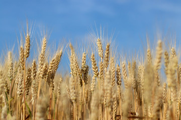 Spikelets of ripe wheat against blue sky. Field of ripe wheat field close up. Agriculture, agronomy and farming background.