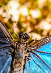macro Blue butterfly