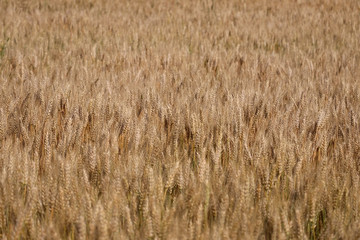 Field of ripe wheat. Close up view of field of ripe wheat in a shallow depth of field. Agriculture, agronomy and farming background.