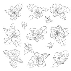 Hand-drawn apple blossom, coloring page