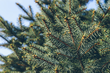 Spruce branches closeup spring in the park