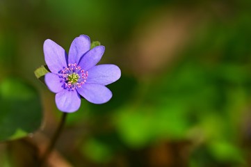 Spring flower. Beautiful blooming first small flowers in the forest. Hepatica. (Hepatica nobilis)