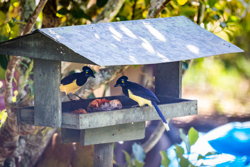 Plush-crested jay (Cyanocorax chrysops) eating papaya
