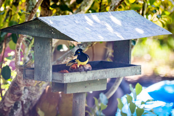 Plush-crested jay (Cyanocorax chrysops) eating papaya