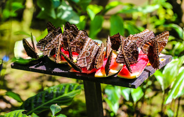 butterflies eating