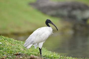 Fototapeta premium The black-headed Ibis has a long, crooked black beak without feathers