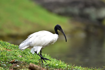 The black-headed Ibis has a long, crooked black beak without feathers