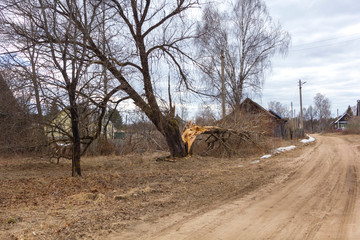 a tree split from a thunderstorm