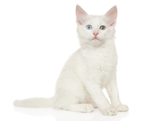 Fototapeta premium Turkish Angora kitten sitting on a white background