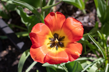 Fototapeta premium Spring Flowers 